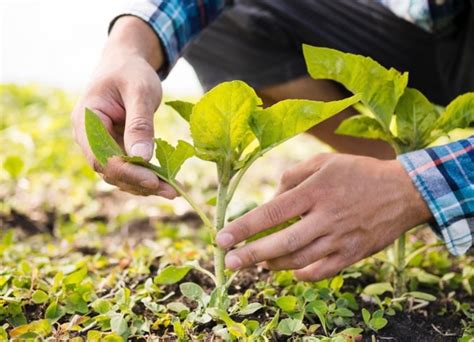 Pianeta terra festival 1 Dalla sostenibilità alle comunità naturali