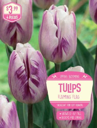 Garden State Bulb Tulip Flaming Flag Bulbs 4 Ct Fred Meyer