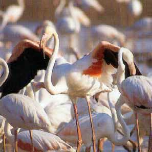 De Visita por los Parques Naturales de Andalucía El Flamenco en Fuente