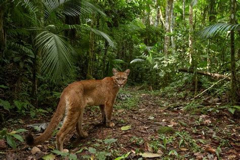 Legado das Águas abriga 13 de toda fauna ameaçada de extinção na Mata