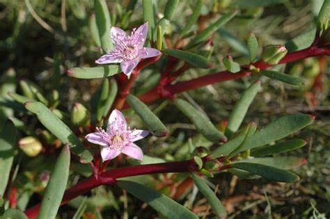 Sesuvium Portulacastrum Sea Purslanent Pigface — Territory Native Plants