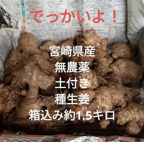 Yahooオークション 宮崎県産 無農薬 土付き 種生姜 親生姜 箱込み1