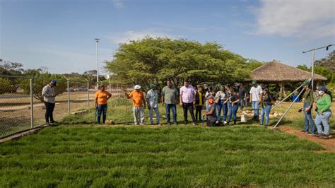 Alcaldía arranca siembra de grama del Plan Maracaibo Verde