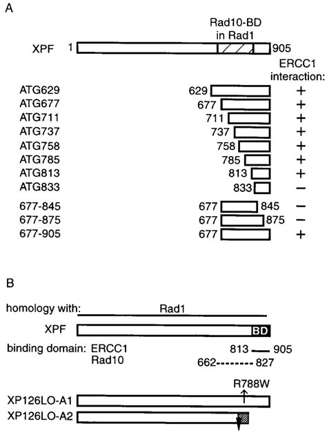 Schematic Presentation Of The ERCC1 Binding Domain In XPF A Overview