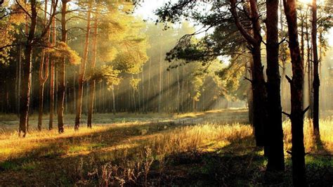 Rays Of Sunlight Through Trees