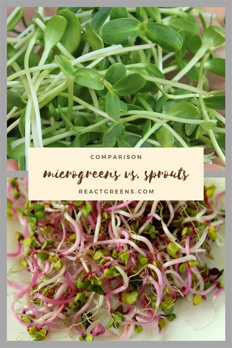 Microgreens Vs Sprouts What S The Difference