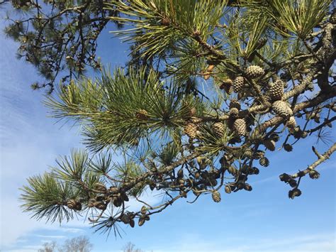 Tree Of The Month Pitch Pine Shelter Island Friends Of Trees