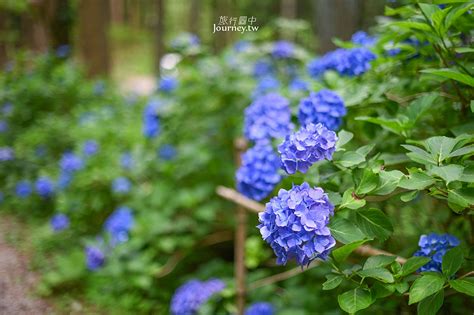 岩手、一關｜陸奧繡球花園・400品種、4萬株繡球花滿開的日本最大繡球花園（みちのくあじさい園） 許傑旅行圖中