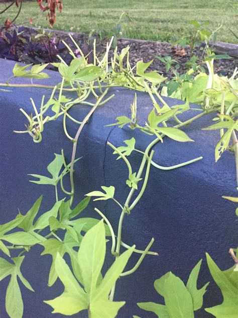 What Is Happening To The Leaves Of My Sweet Potato Vine And How Do I Stop It R Gardening