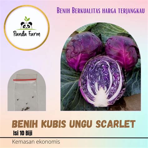 Jual Benih Kubis Ungu Scarlet Kemasan Ekonomis Indonesia Shopee Indonesia