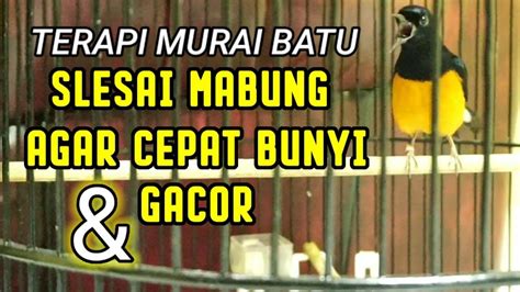 TERAPI MURAI BATU SELESAI MABUNG AGAR CEPAT BUNYI GACOR HITUNGAN