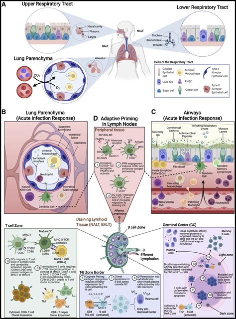 Mucosal Immune Responses To Infection And Vaccination In The