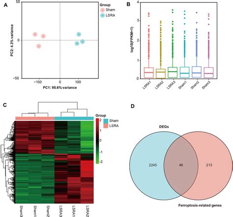 Frontiers Identification Of Potential Ferroptosis Key Genes In The