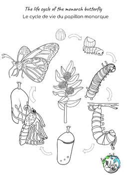 Monarch Butterfly Life Cycle Printables Subscriber Freebie Edited Images