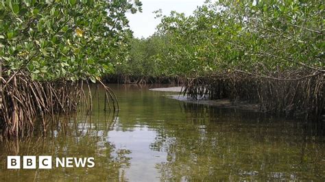 Let Mangroves Recover To Protect Coasts Bbc News