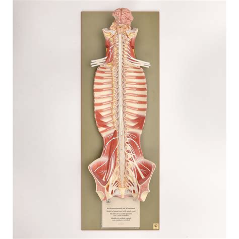 Human Nervous System Model