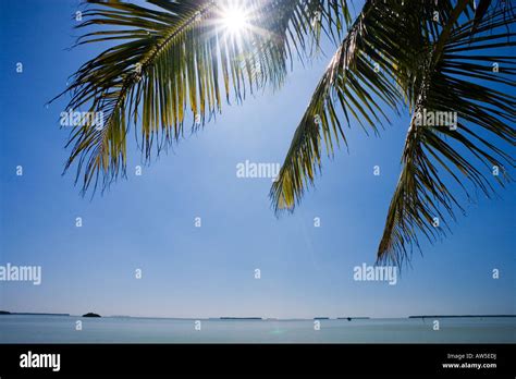 Flamingo Florida Bay Everglades National Park Stock Photo Alamy