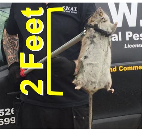 Mega Giant Rat Over Two Feet Long Captured In England By Pest