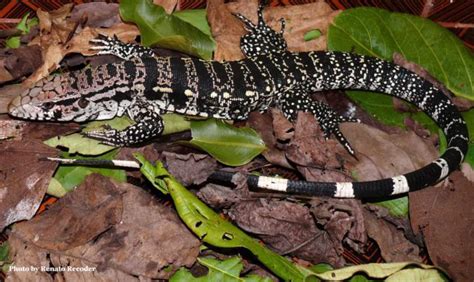 Tegu Lizard Genome Sequenced Sci News