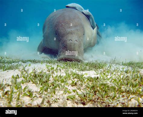 Dugong (dugong dugon) or seacow in the Red Sea. Dugong. Baby dugong ...