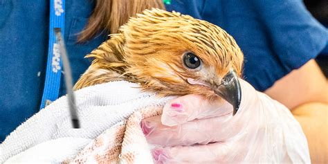 Rescue Release Birds Of Prey Australian Wildlife RSPCA Queensland