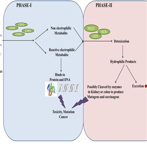 (PDF) Cytochrome P450 role in metabolism of drugs and chemicals