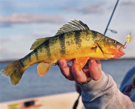 Clinton Lake Fishing Regulations