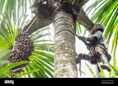 Sustainable Palm Harvesting By Climbing Aguaje Or Buiti Mauritia