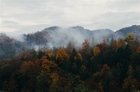 Free Images Landscape Tree Nature Forest Wilderness Cloud Fog