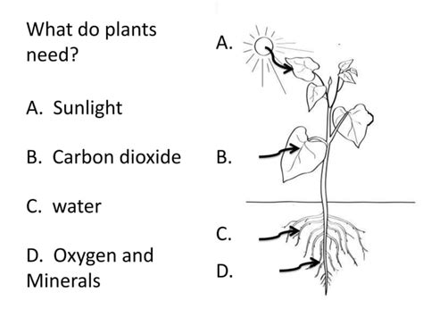 Photosynthesis Teach Ppt