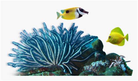 Coral Sea Png Coral Reef Png Transparent Png Kindpng