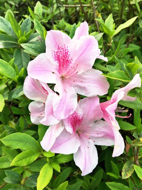 Cherry Blossoms: Yangmingshan National Park in Taiwan – Althea's Adventures