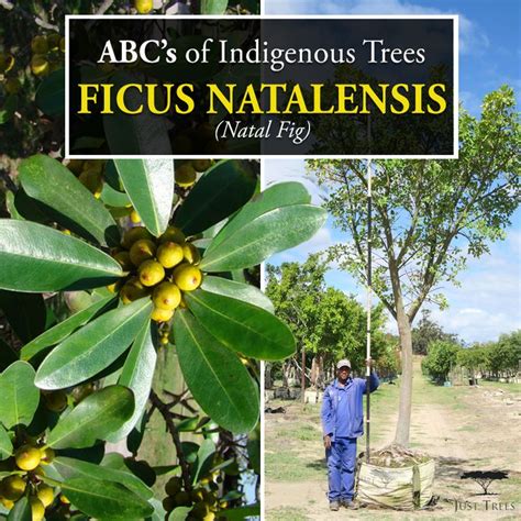 Meet The Ficus Natalensis Or The Natal Fig This Fast Growing Evergreen