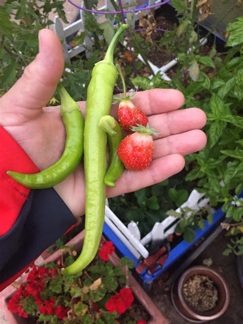 Square Foot Gardening Bell Peppers All About Hobby