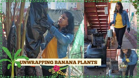 Unwrapping Banana Plants From Cold Protection In Health Of My