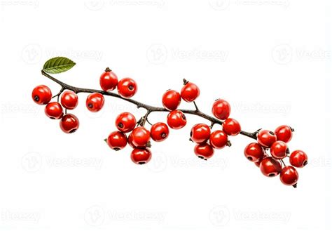 AI Generative Cotoneaster Horizontalis Or Wall Cotoneaster Red Berries