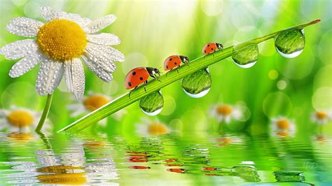 March Of The Ladybugs Grass Fresh Daisies Water Green Flowers