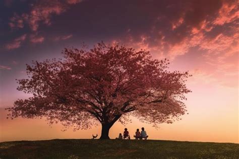 Sakura Silhouette Stock Photos Images And Backgrounds For Free Download