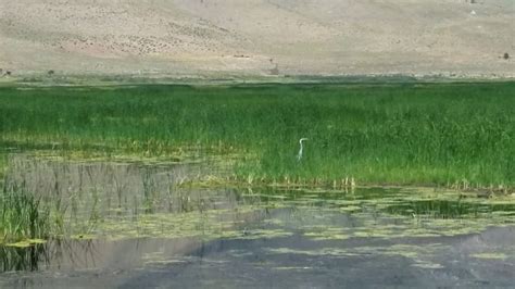 Ruby Marshes Nevada Blue Heron Youtube