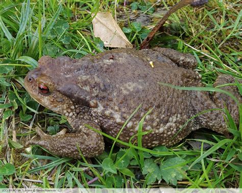 Biodivflourens Fiche Crapaud Commun Bufo Bufo