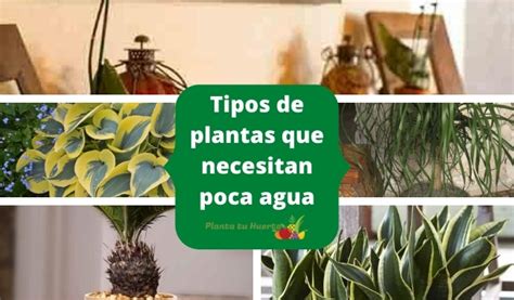 Mejores Plantas Que Necesitan Poca Agua Huertos Aprende A