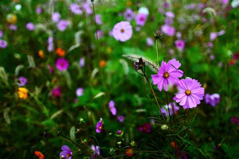 Autumn Wildflowers | Flowers| Free Nature Pictures by ForestWander ...