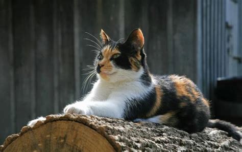 Los Gatos Tricolor Son Hembras Descubre El Por Qu La Mayor A De