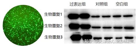 质粒及sirna转染细胞操作技巧 实验干货 知乎