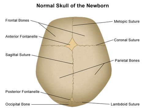 The Human Skull: Adaptations of and Changes to the Foetal Skull – Youth ...