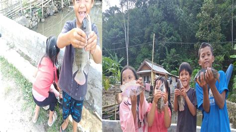 Seru Lihat Bocil Mancing Ikan Nila Strek Terus Youtube