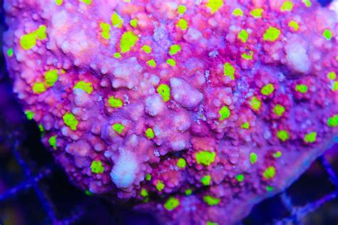 Purple Chalice Coral Frag Box Corals