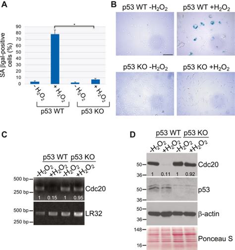 Impaired Cdc20 Signaling Promotes Senescence In Normal Cells And