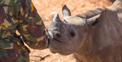 The future of Africa's rhino: a conservation model that works - Wild ...