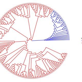 Upgma Based Dendrogram Showing The Genetic Relationship Among The